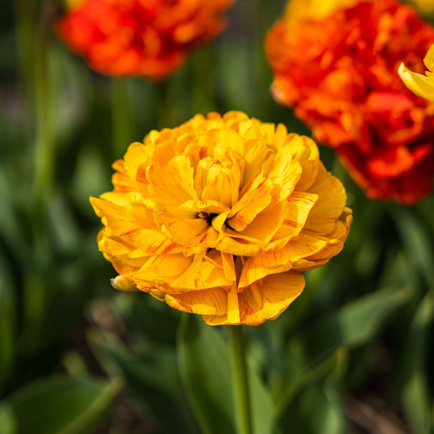 Tulppaani 'Sun Lover'